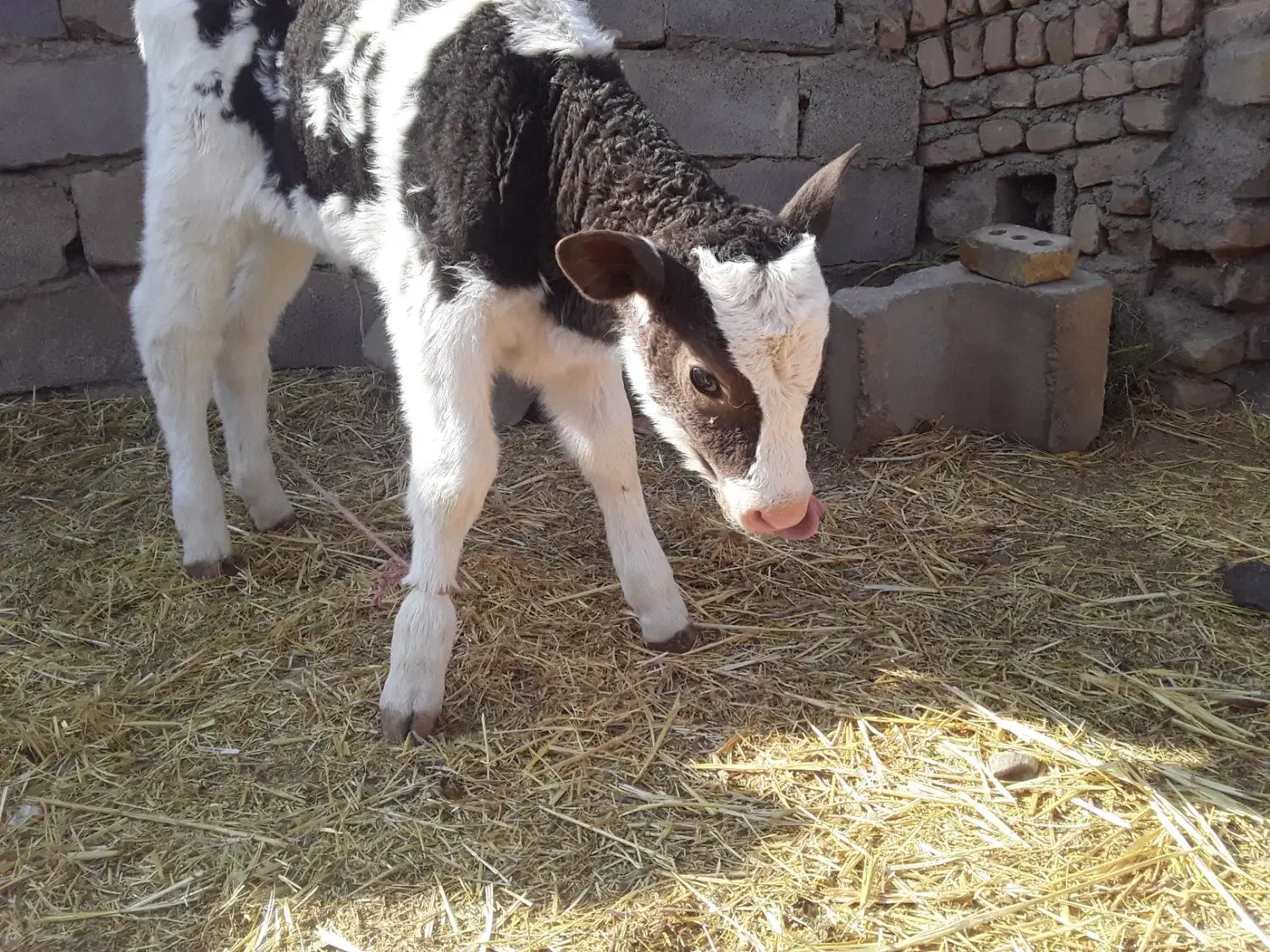 گوساله|حیوانات مزرعه|بوژگان, |دیوار