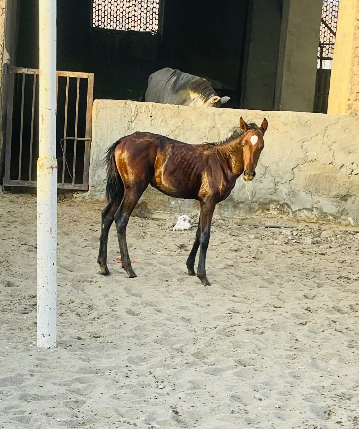 کره ماده بی نظیر|اسب و تجهیزات اسب‌سواری|کاشان, استرک|دیوار