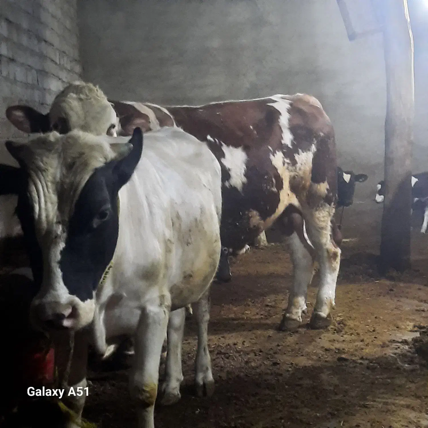 گاو نر گوشتی|حیوانات مزرعه|نظر کهریزی, |دیوار