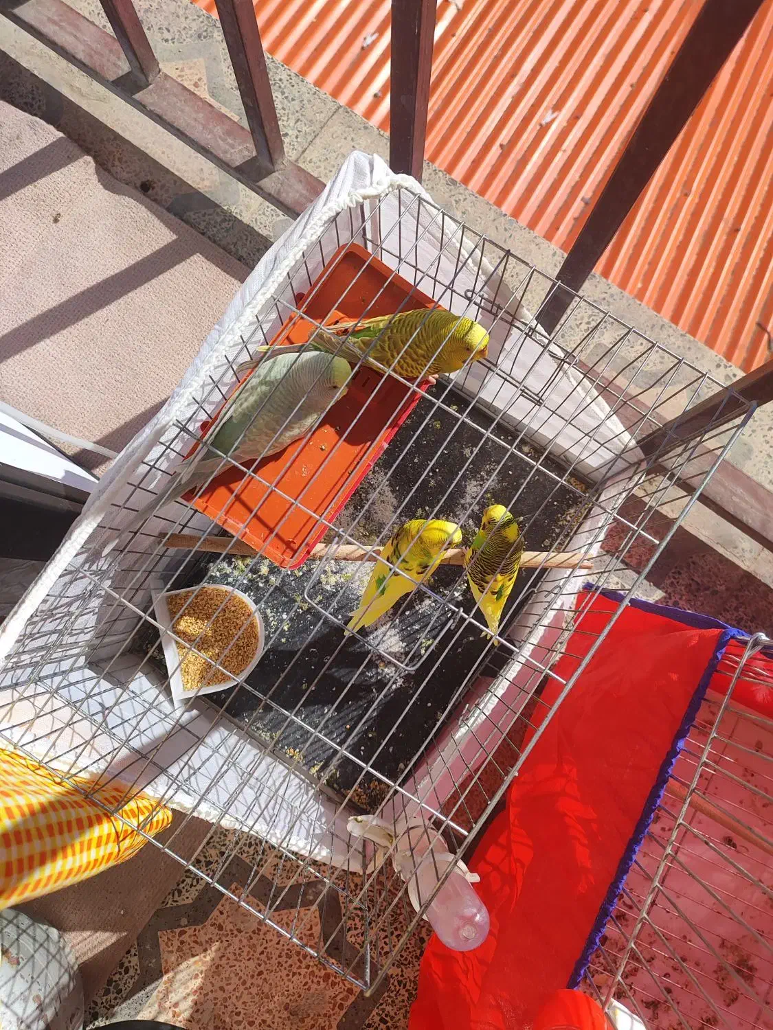 2جفت مرغ عشق|پرنده|رضوانشهر, |دیوار