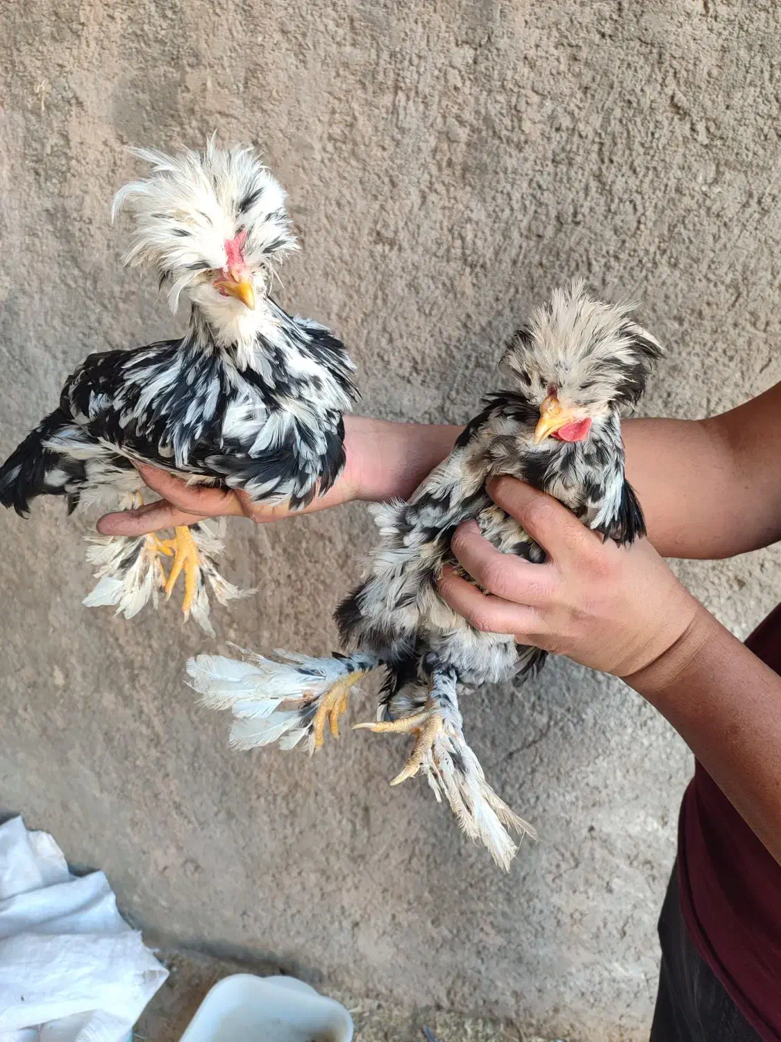 خروس سلطان|حیوانات مزرعه|کاشان, آیت الله سعیدی|دیوار