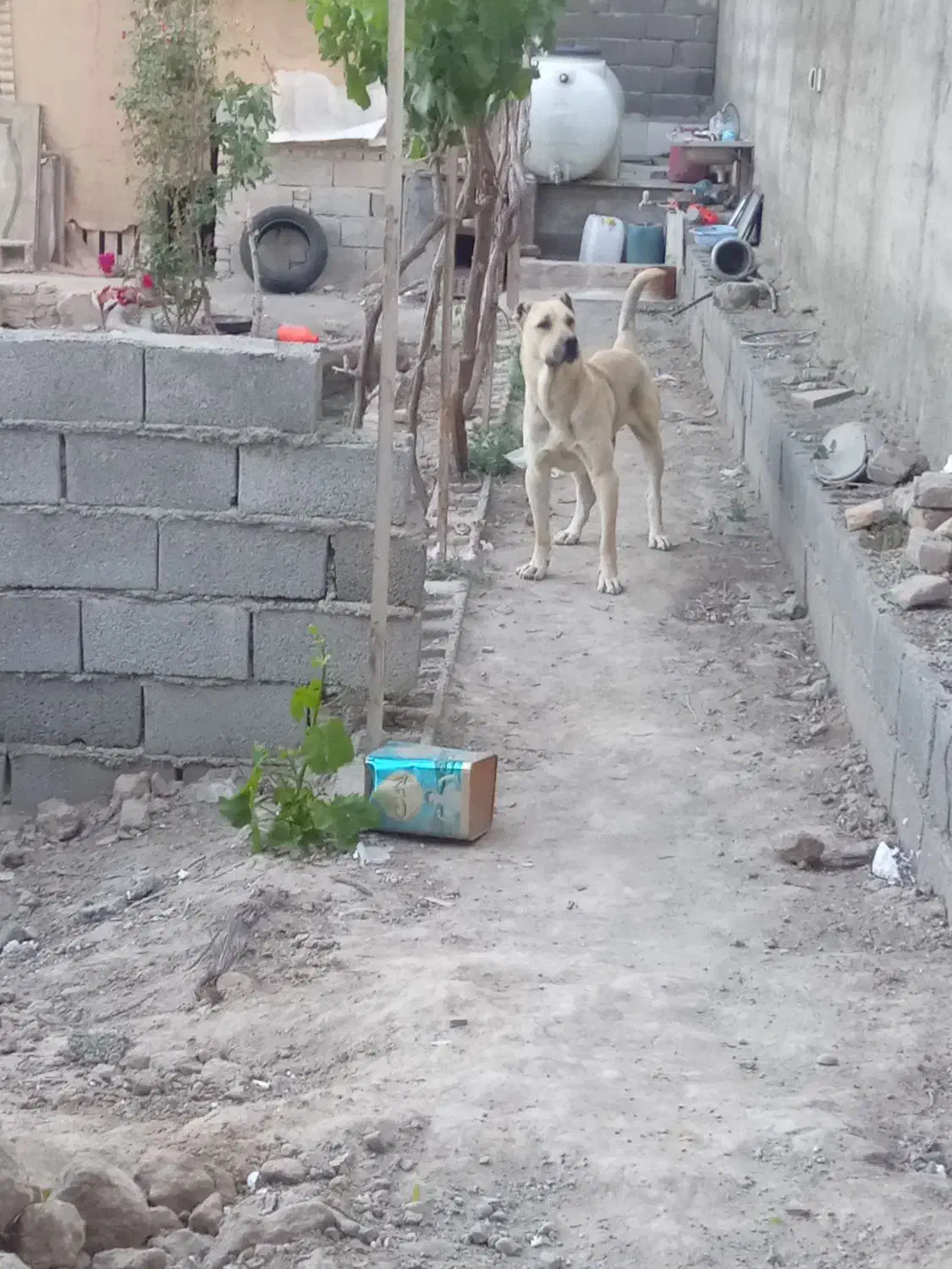 سراب نر اصل|سگ|محمدشهر, محمدشهر|دیوار