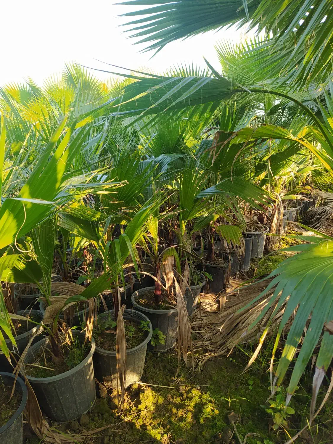 پالم واشنگتن|گل و گیاه طبیعی|کلاچای, |دیوار