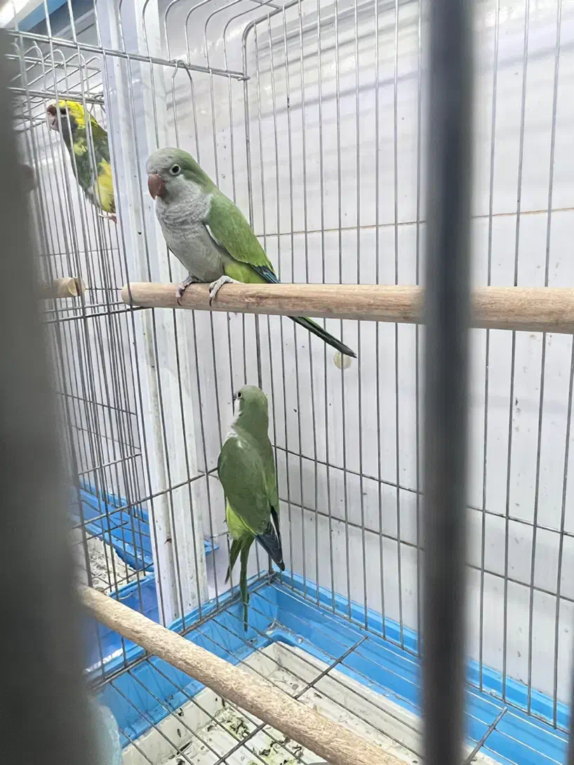 طوطی|پرنده|شیراز, لب آب|دیوار