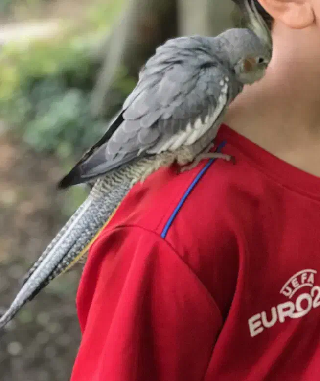 عروس هلندی ماده با قفس|پرنده|بندر انزلی, متروپل|دیوار