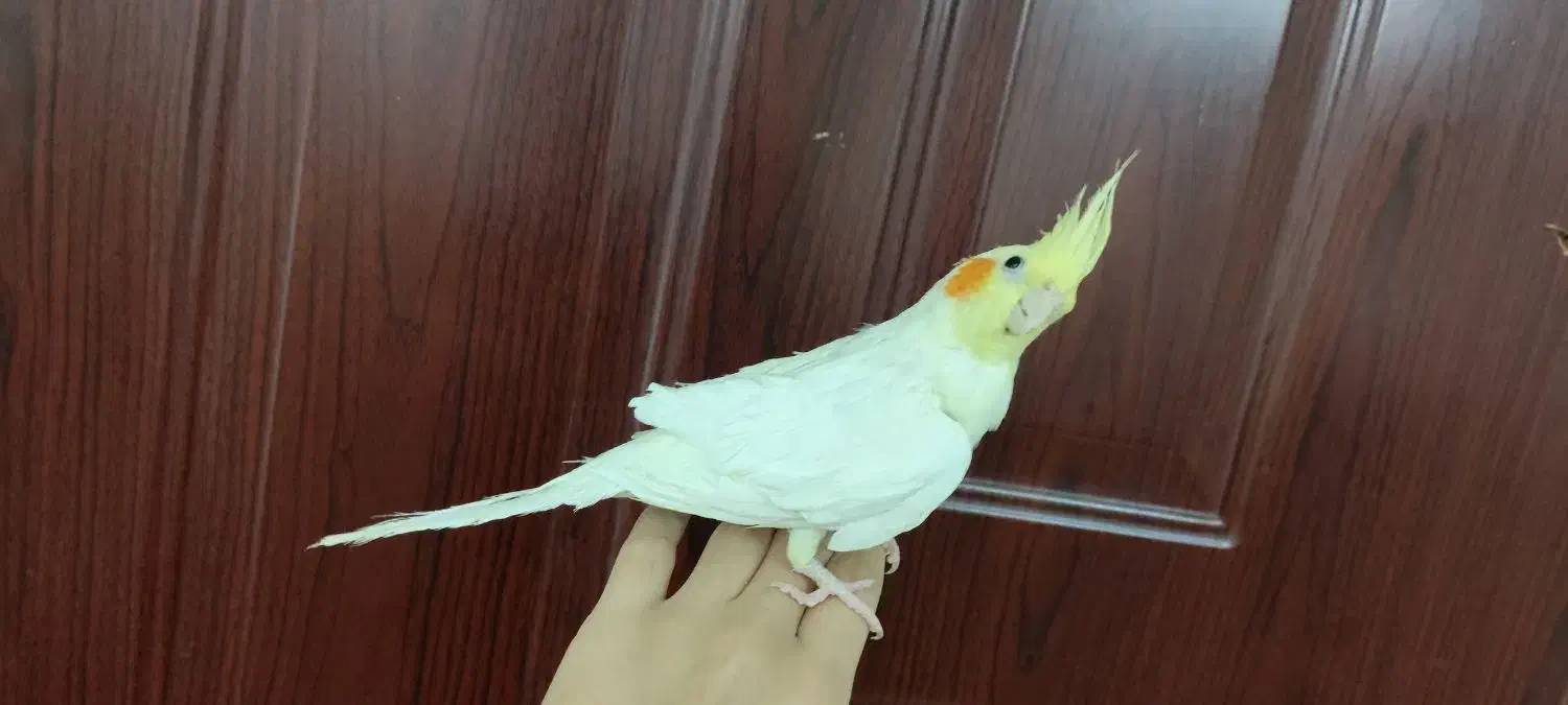 دو جفت عروس هلندی نر و ماده تخم گذار و دستی|پرنده|آستارا, |دیوار