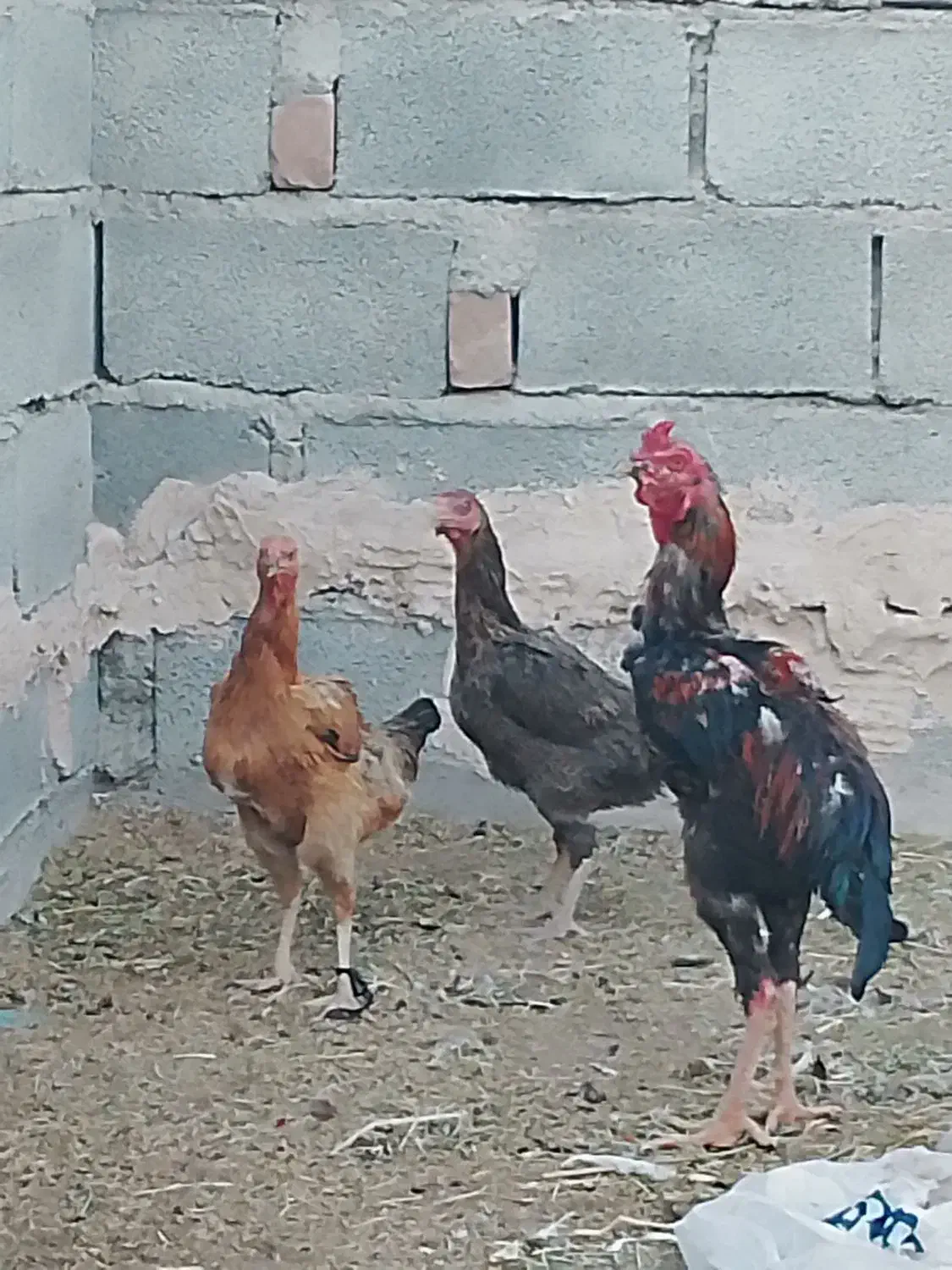 مرغ و خروس|پرنده|ایرانشهر, |دیوار