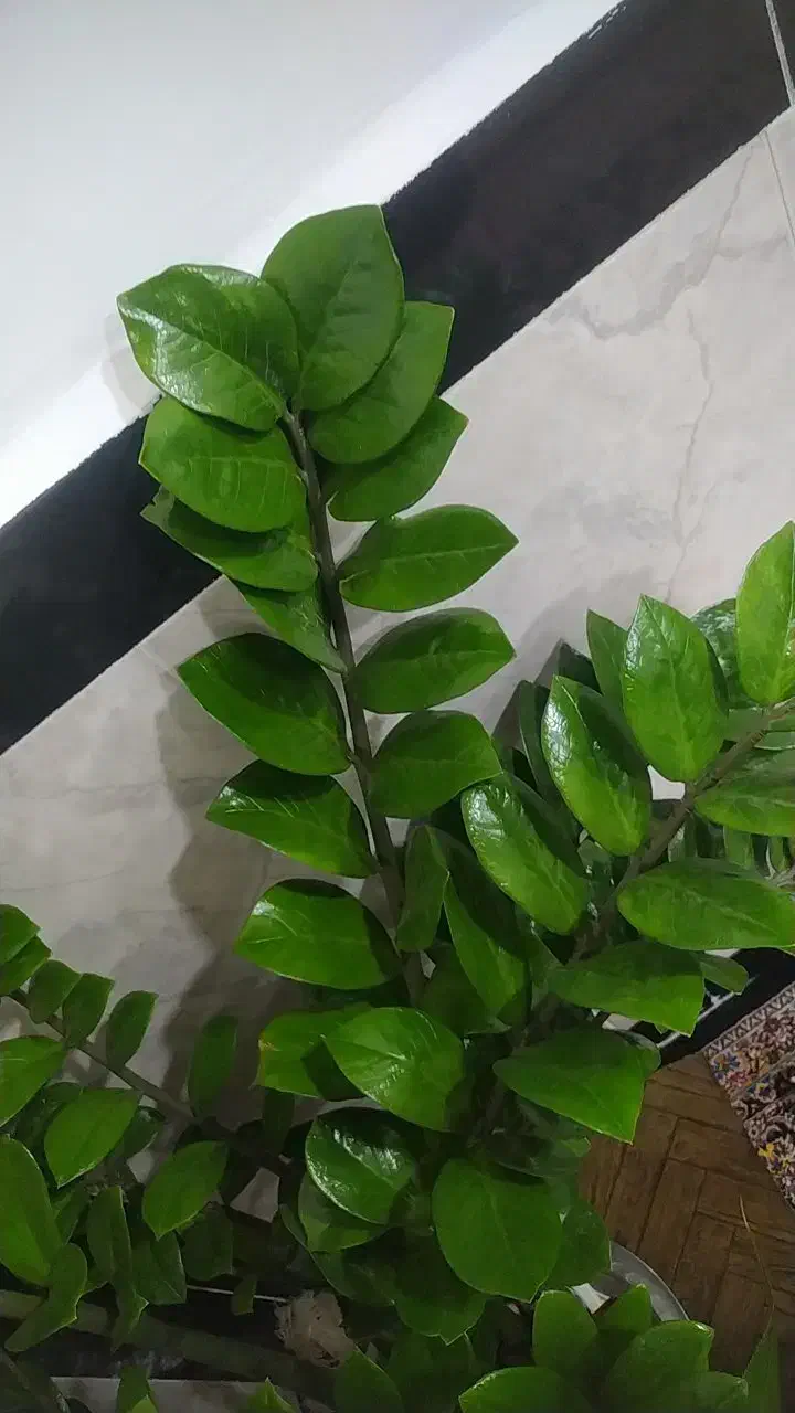 گل زاموفیلیا|گل و گیاه طبیعی|خاو و میرآباد, |دیوار