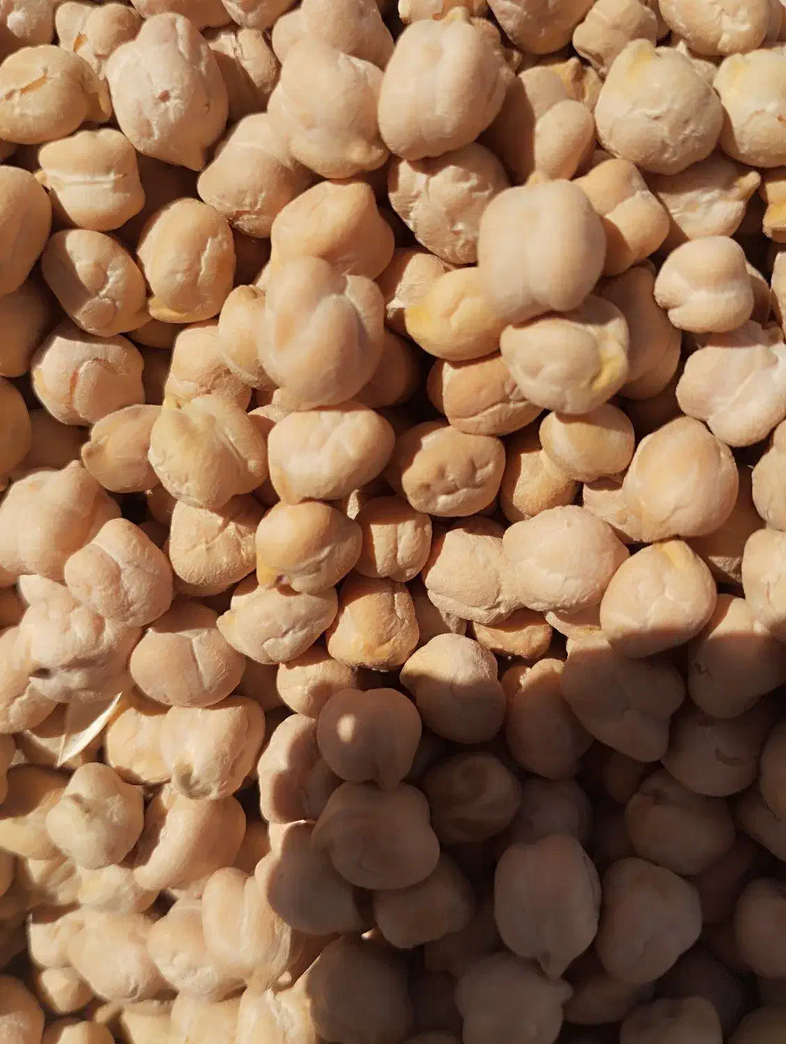 نخود بذر|عمده‌فروشی|سنندج, |دیوار