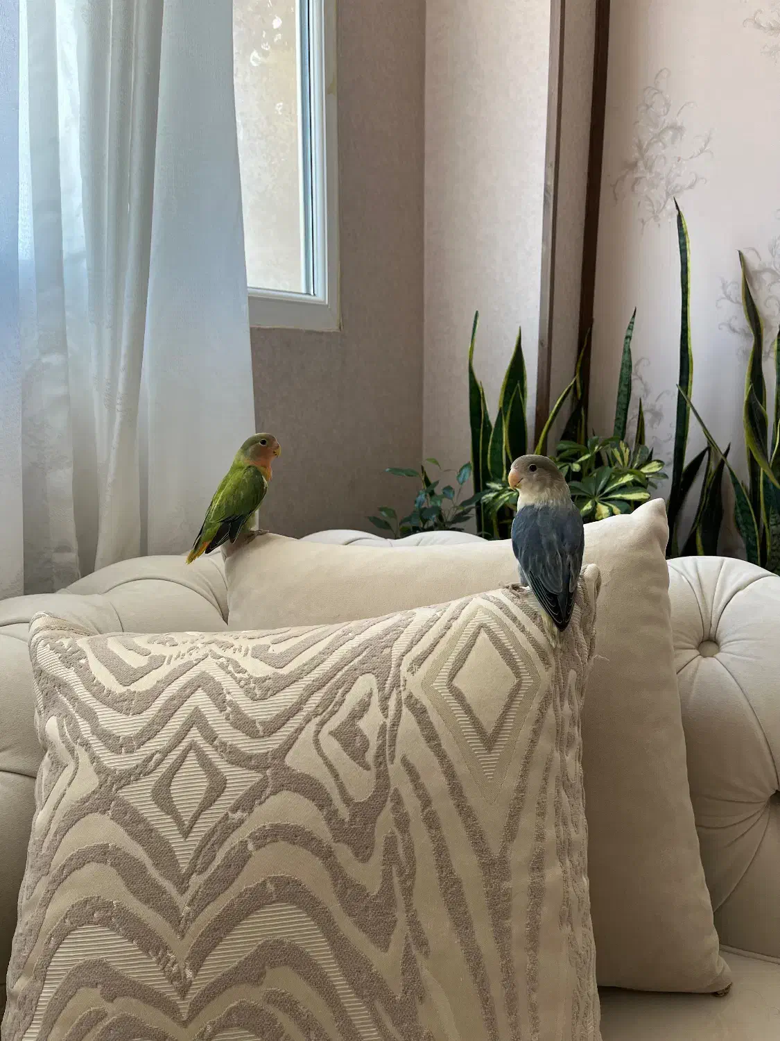 کوتوله برزیلی|پرنده|شیراز, محراب|دیوار