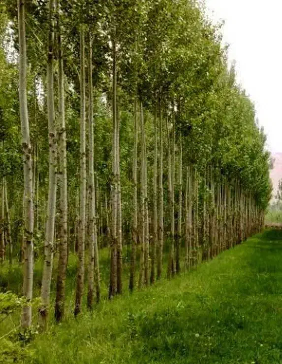 ارائه  نهال صنوبر|خدمات باغبانی و درختکاری|سامان, |دیوار