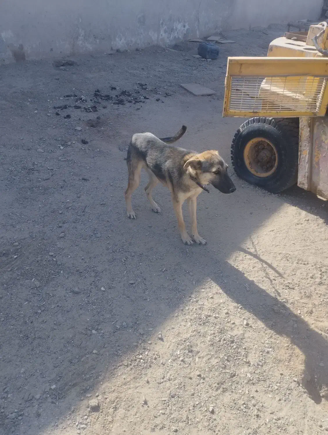 سگ7ماه گرگ نر|سگ|زاهدان, |دیوار