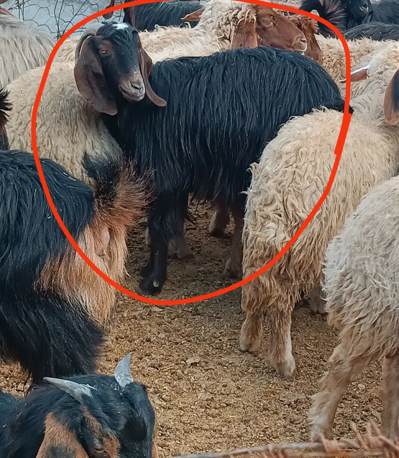 بزغاله|حیوانات مزرعه|سیوان, |دیوار