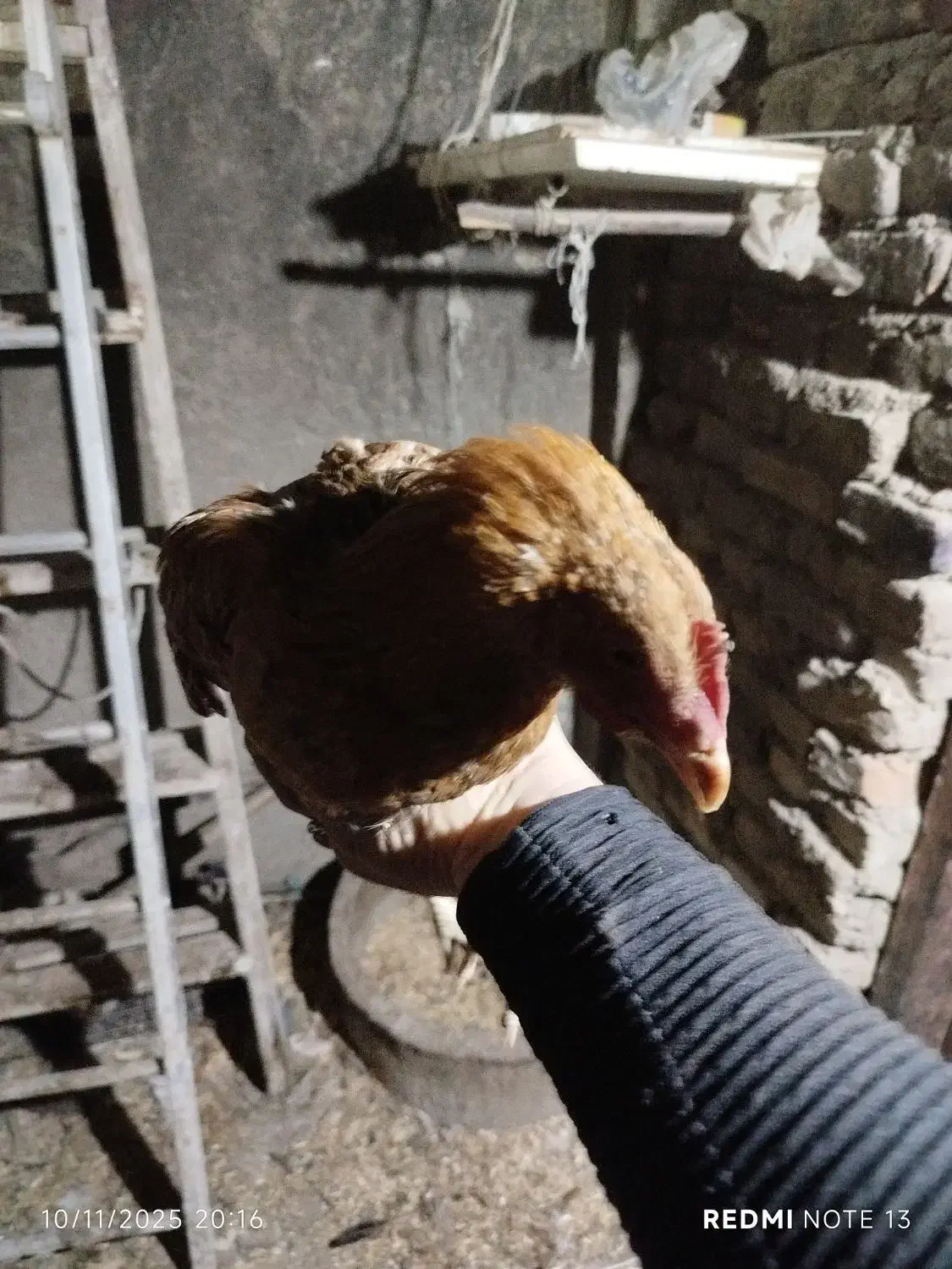 جوجه خروس دو رگه|حیوانات مزرعه|کرج, حیدرآباد|دیوار