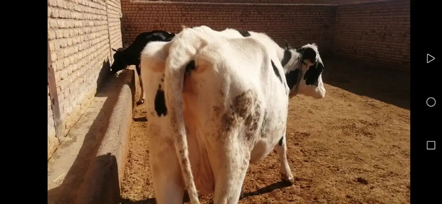 فروش گاو کشتاری جوان|حیوانات مزرعه|شال, |دیوار