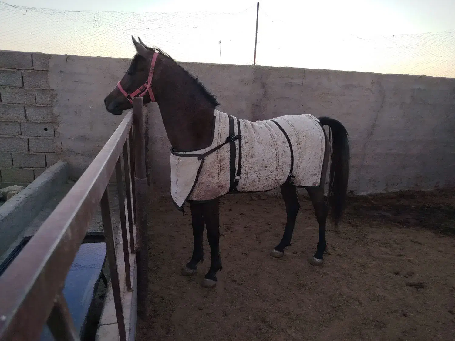 اسب|اسب و تجهیزات اسبسواری|گناباد, |دیوار