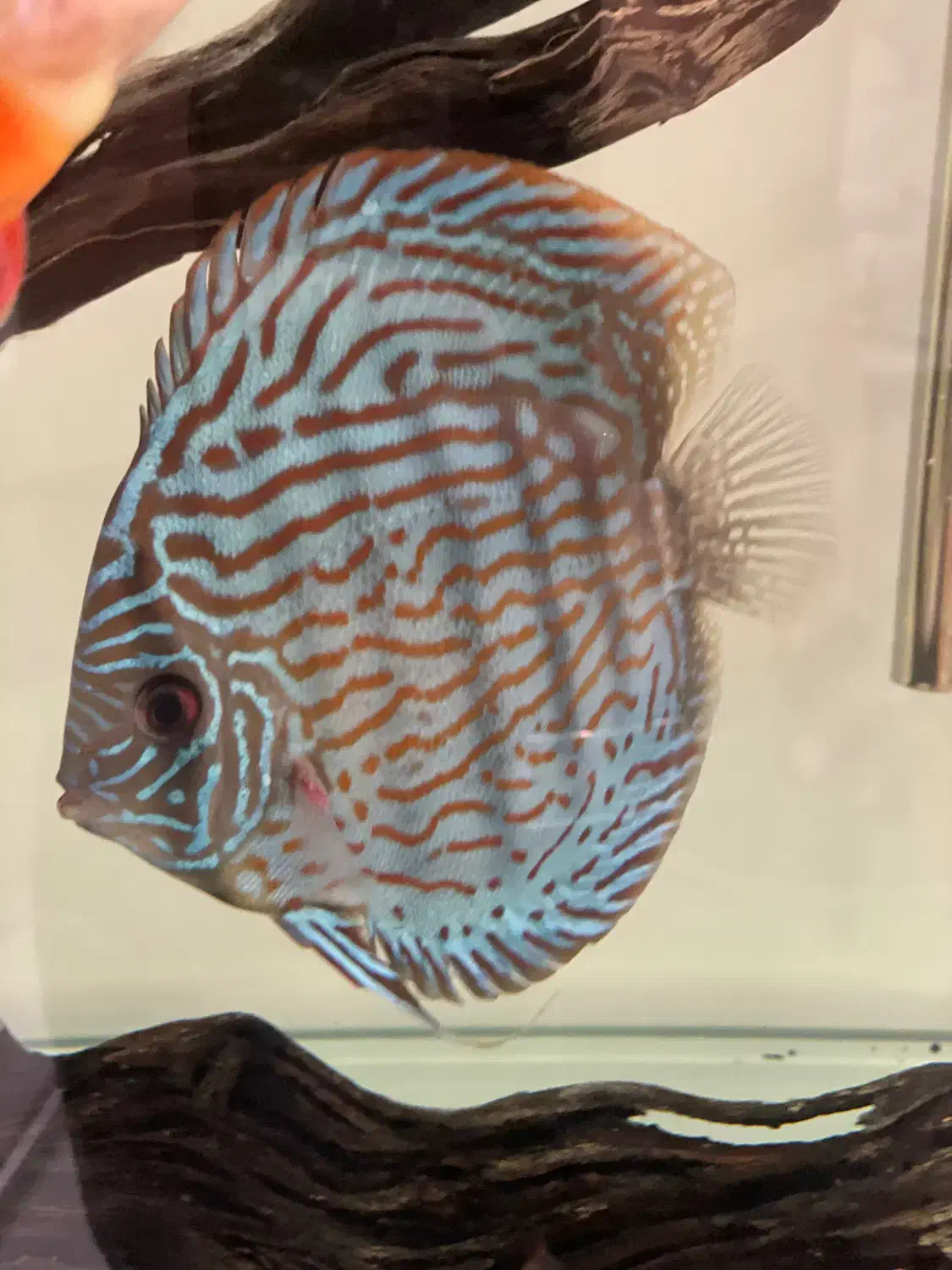 ماهی دیسکس|ماهی|مشهد, حجاب (شهرک غرب)|دیوار