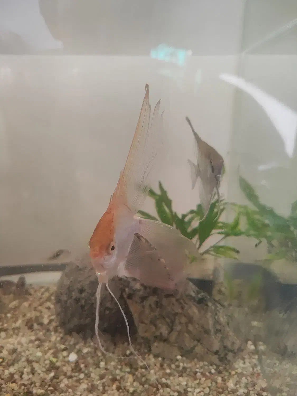 ماهی آنجل وارداتی نر|ماهی|اهر, |دیوار