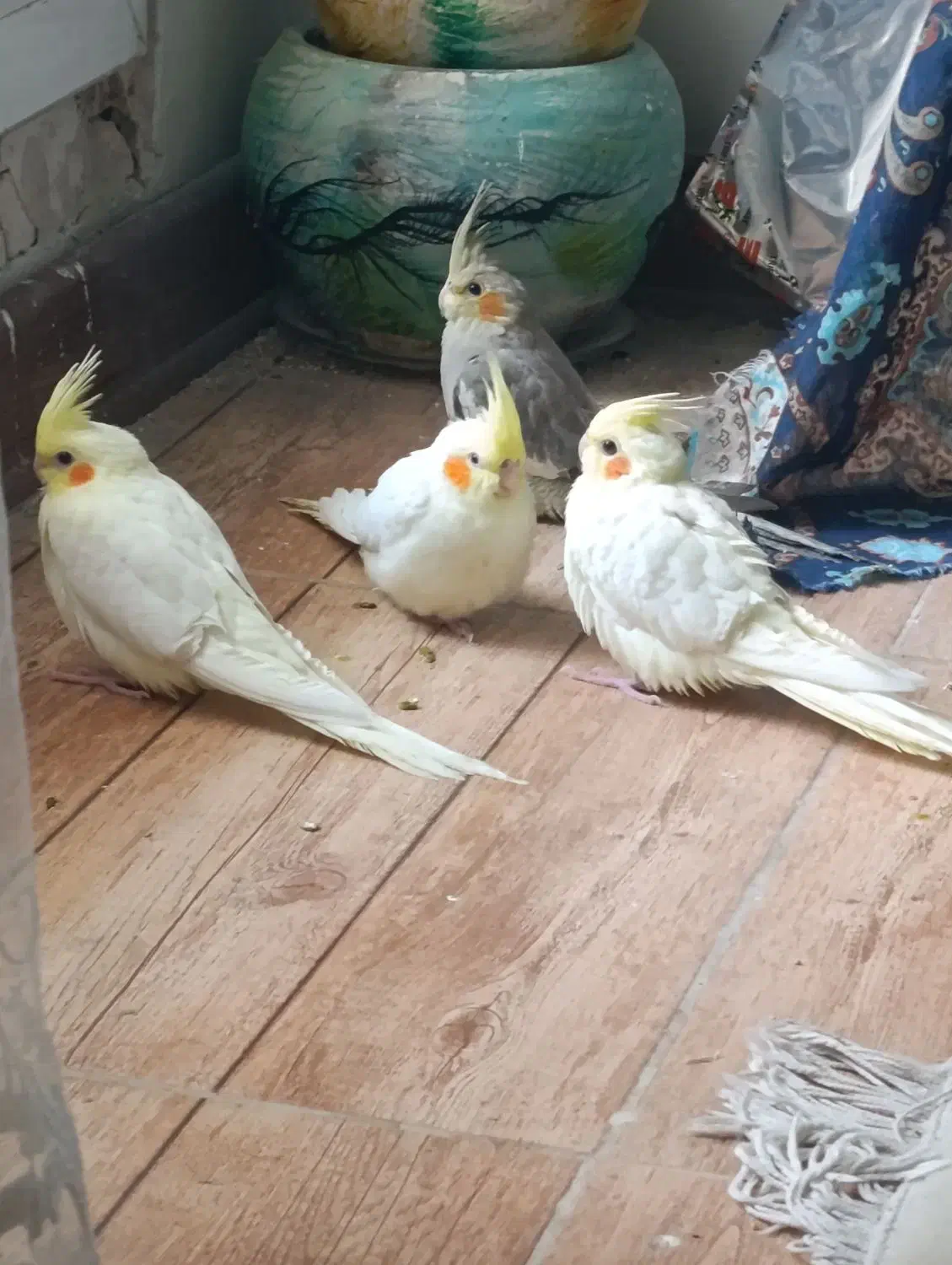 فروش عروس هلندی|پرنده|مرودشت, ولایت|دیوار