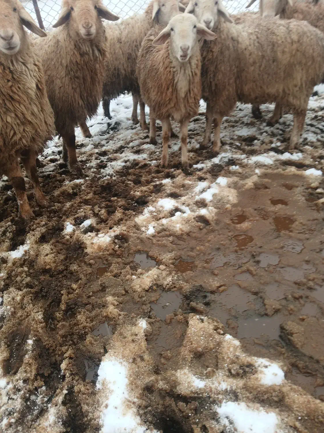 گوسفند فومن|حیوانات مزرعه|مشگین شهر, |دیوار