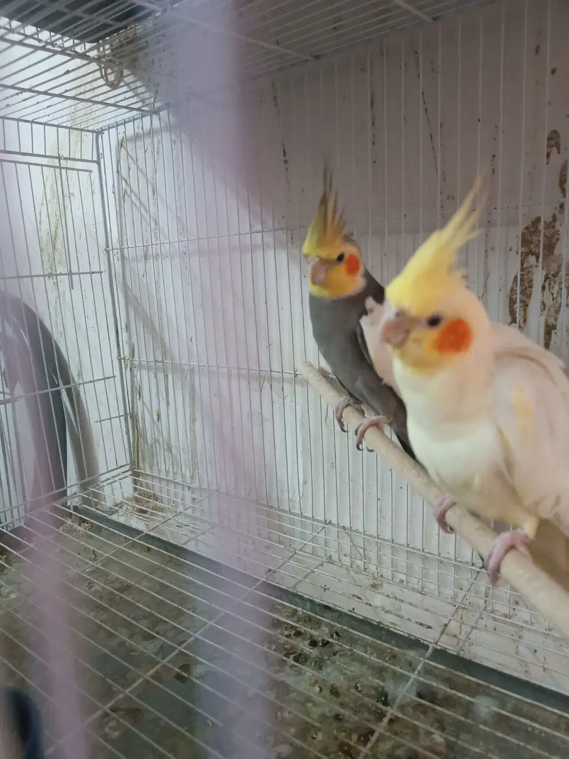 عروس هلندی مولد|پرنده|ساری, |دیوار