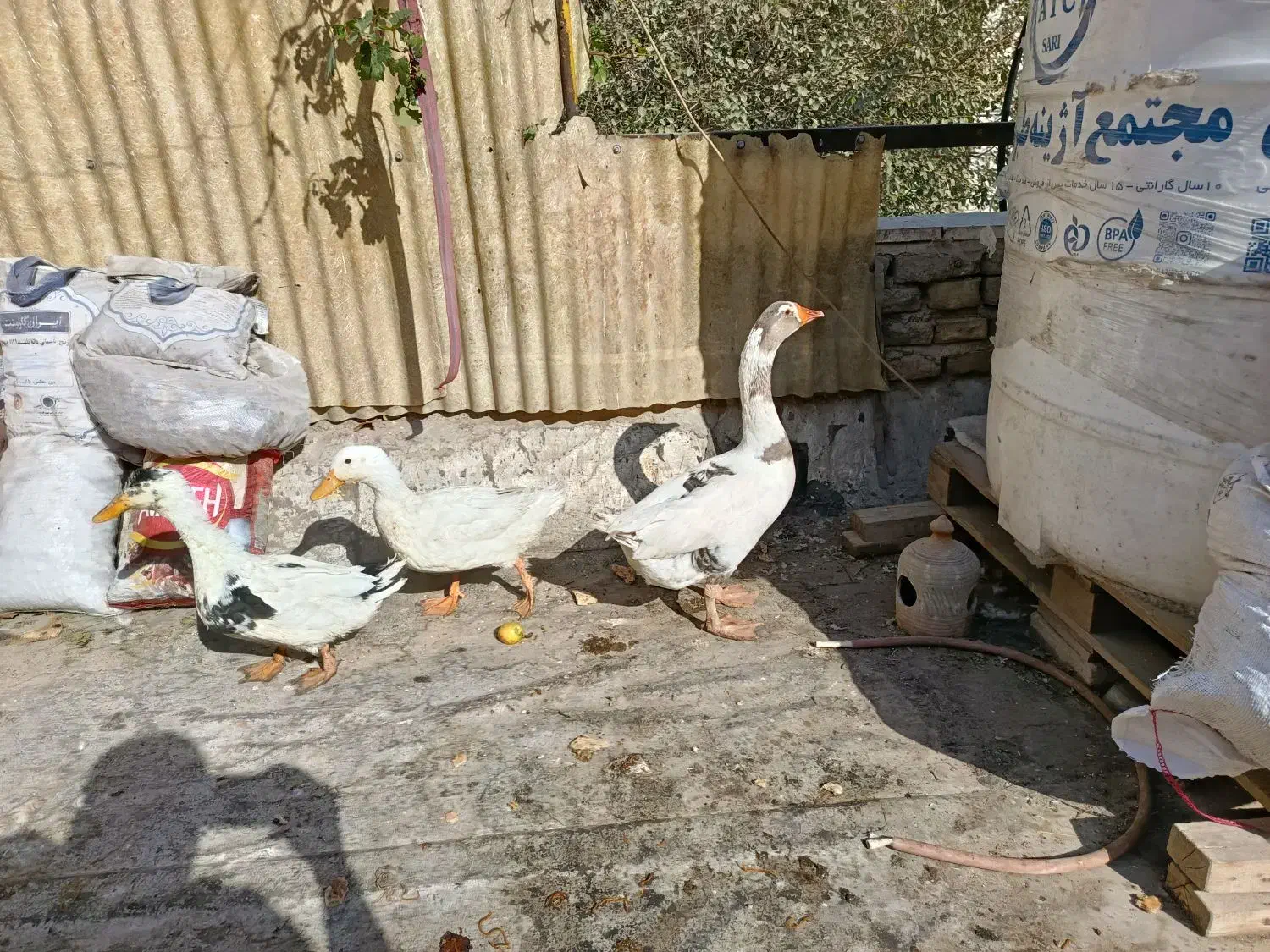 اردک و غاز|حیوانات مزرعه|قرچک, مهدیه|دیوار