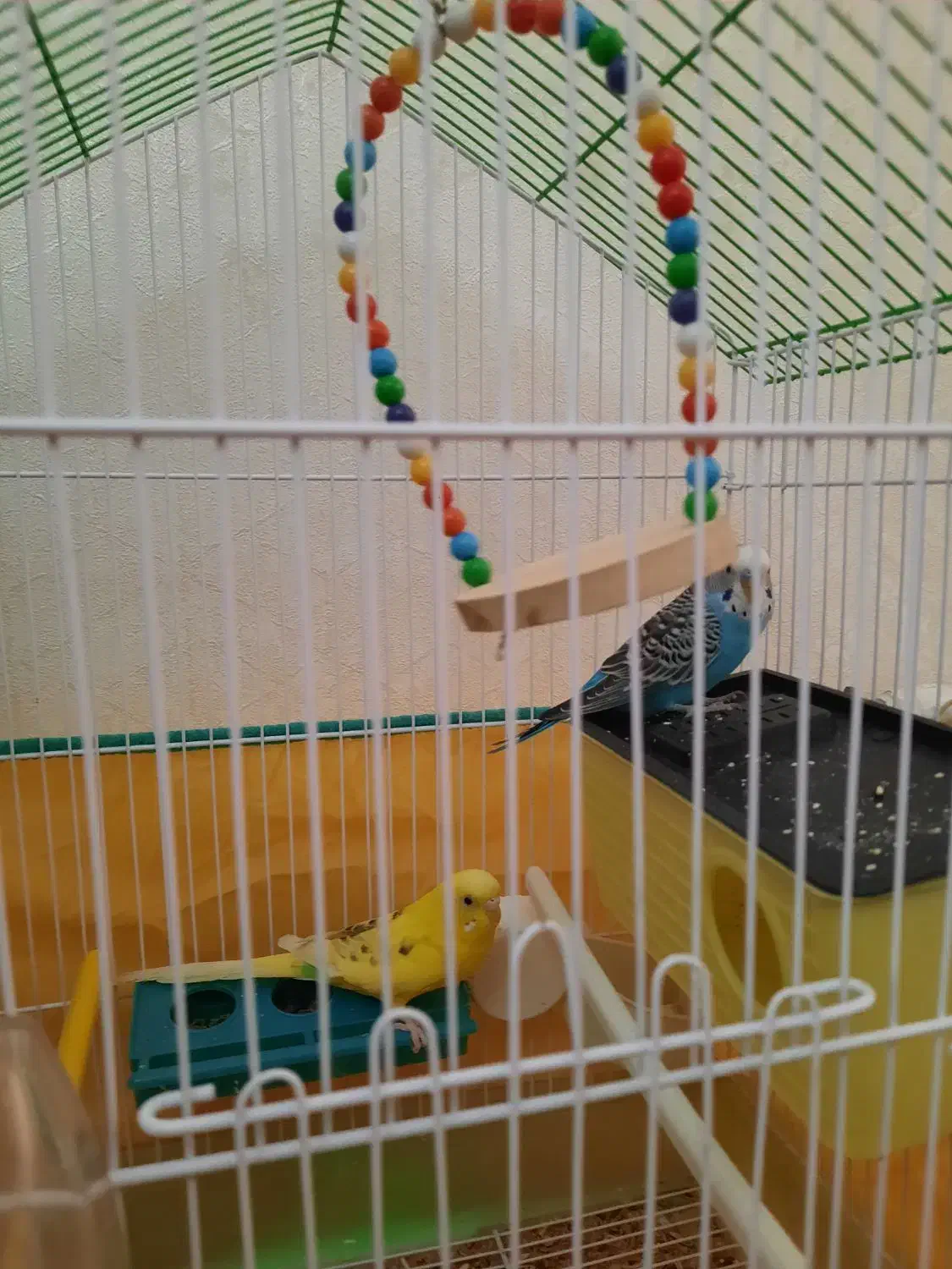 قفس|لوازم جانبی حیوانات|محمدیه-قزوین, |دیوار
