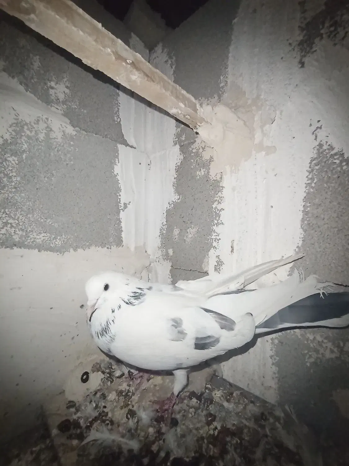 نر خالپیس|پرنده|ایذه, |دیوار