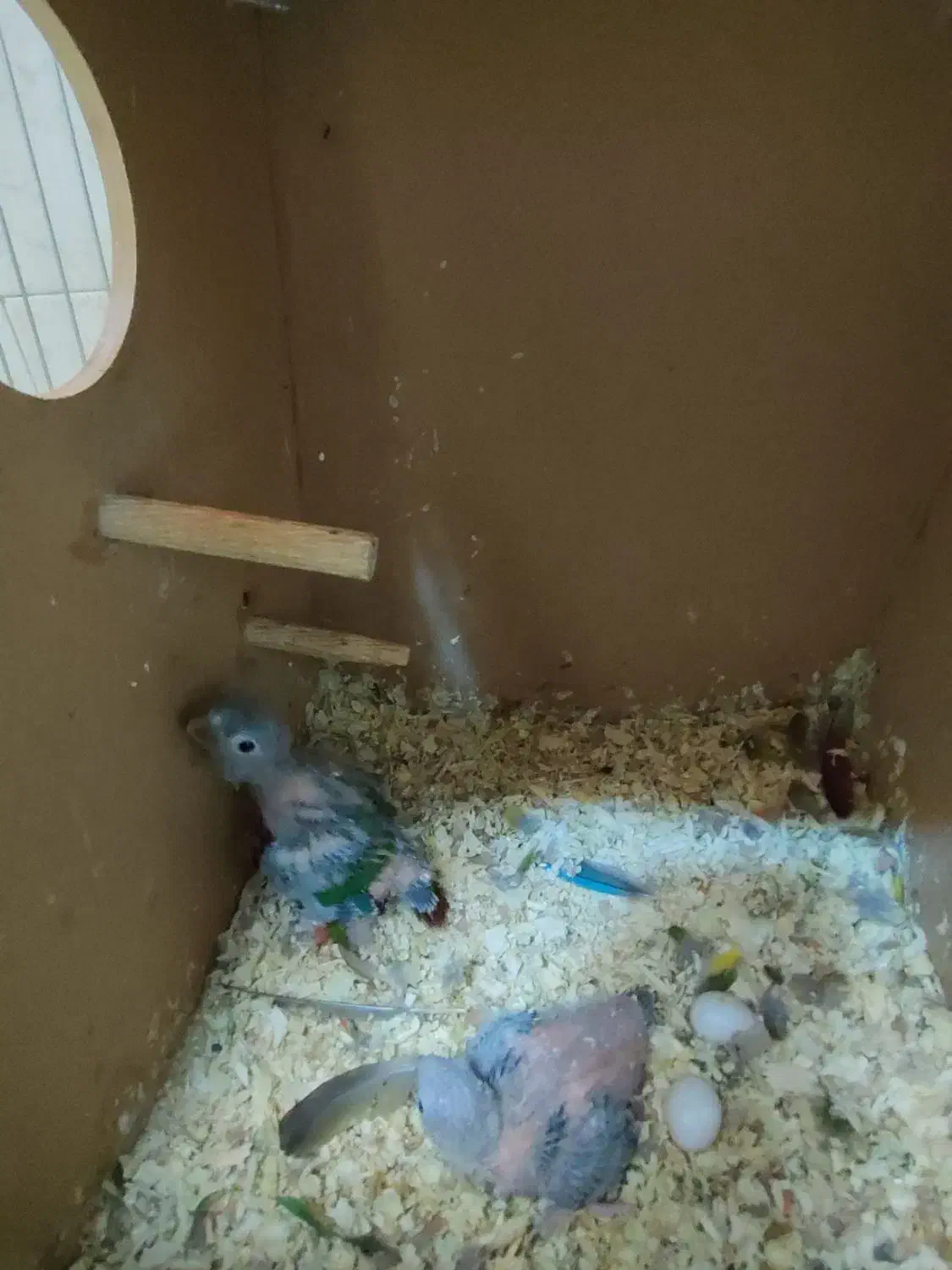 گرینچک سرلاکی تازه دونخور|پرنده|اقبالیه, |دیوار