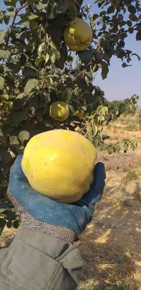 میوه به (بید)|خوردنی و آشامیدنی|هرسین, |دیوار
