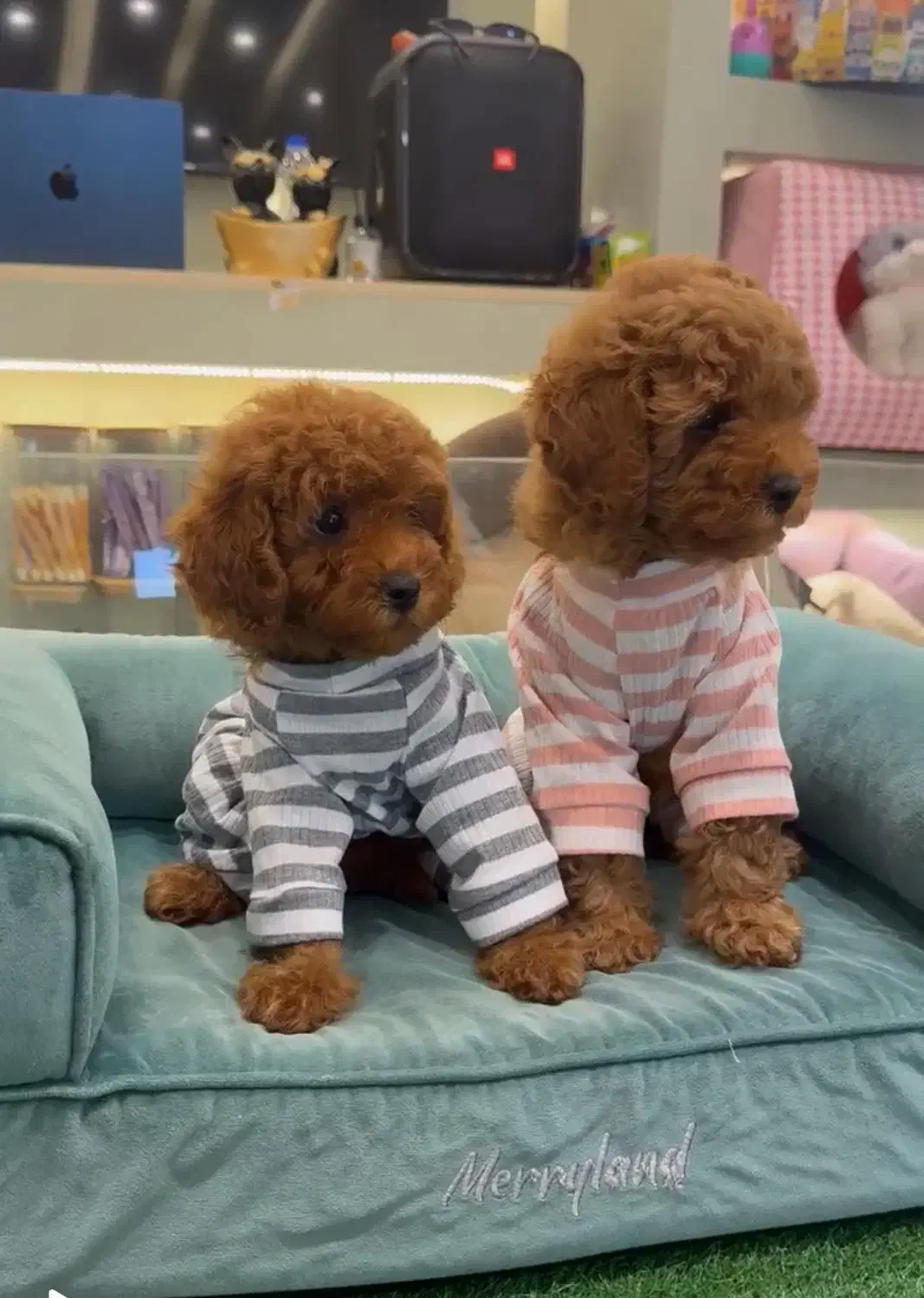 سگ توی پودل تیره|سگ|رشت, دیلمان|دیوار