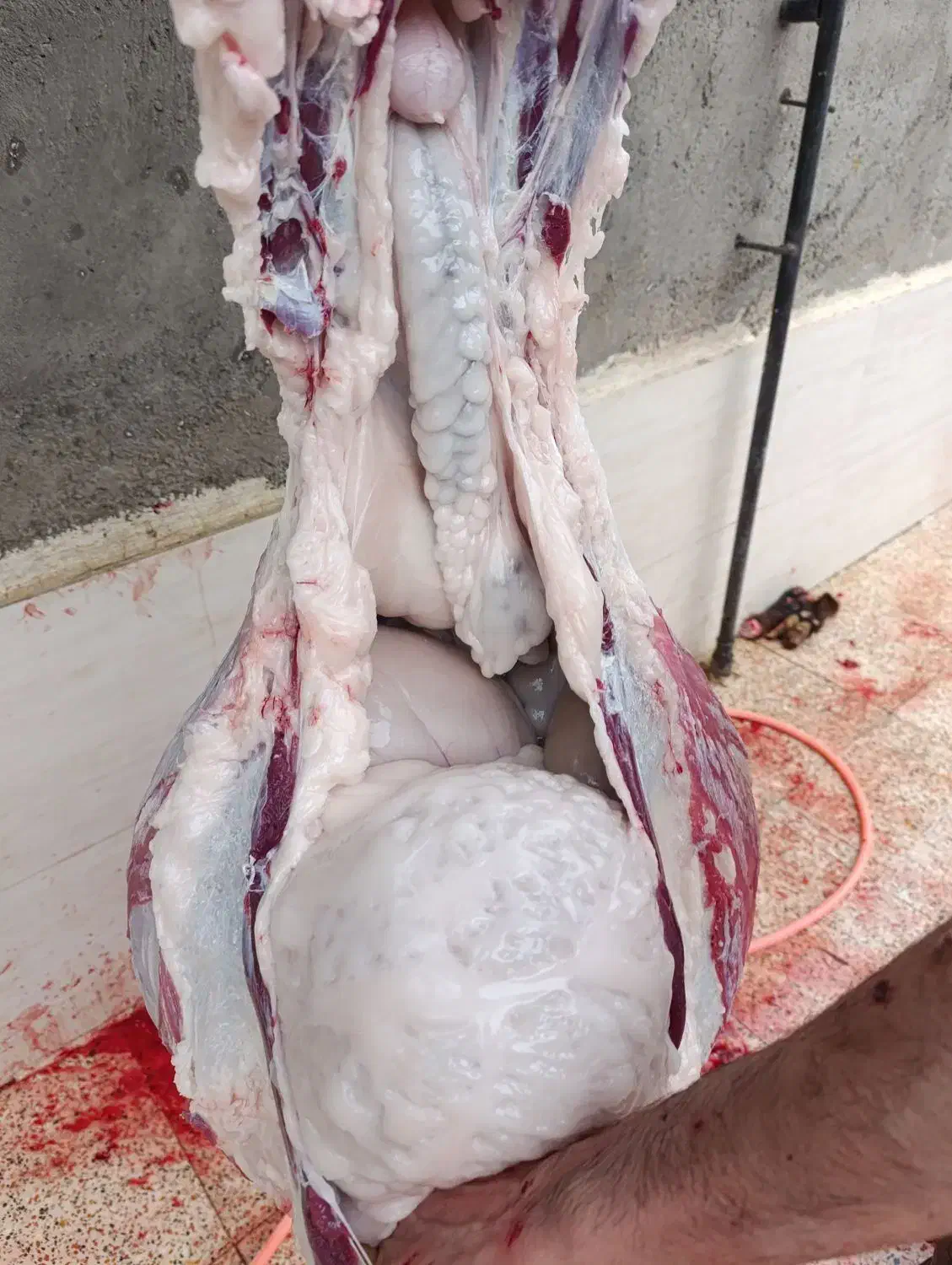 زنده قاپان|حیوانات مزرعه|قزوین, |دیوار