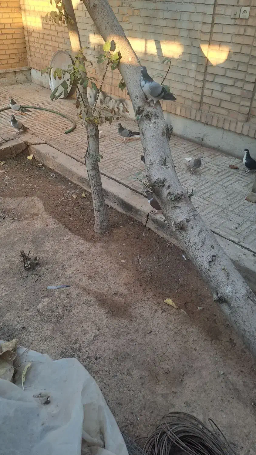 تعدادی کفتر نر بدرنگ|پرنده|شاهین‌شهر, شهرک پردیس|دیوار