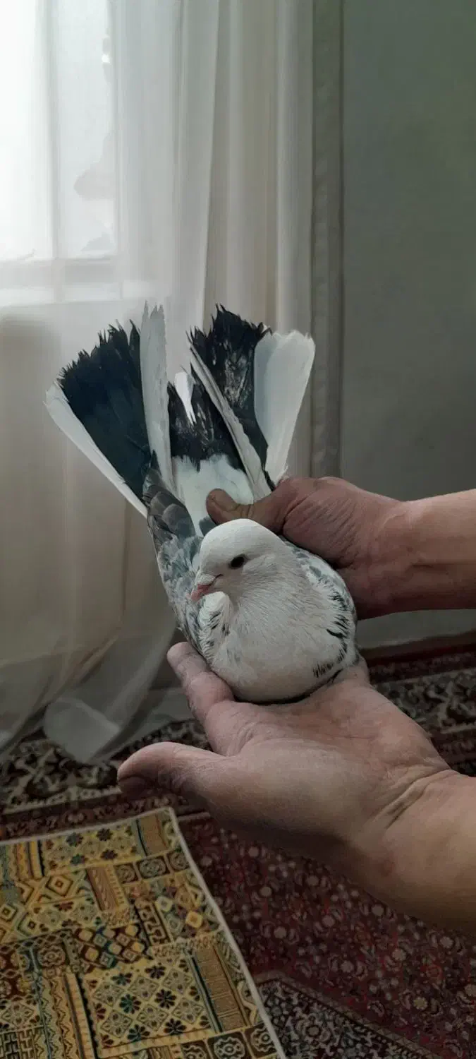 کبوتر پرشی|حیوانات|زنجان, |دیوار