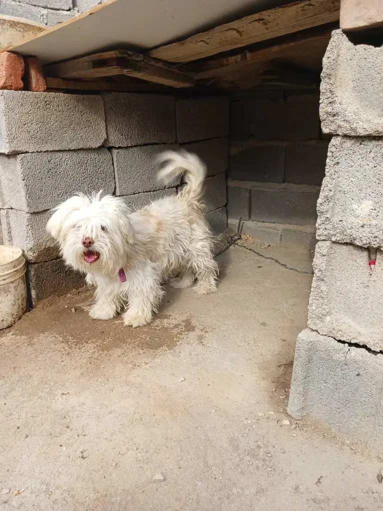 سگ شیتزو نر|سگ|آذرشهر, |دیوار