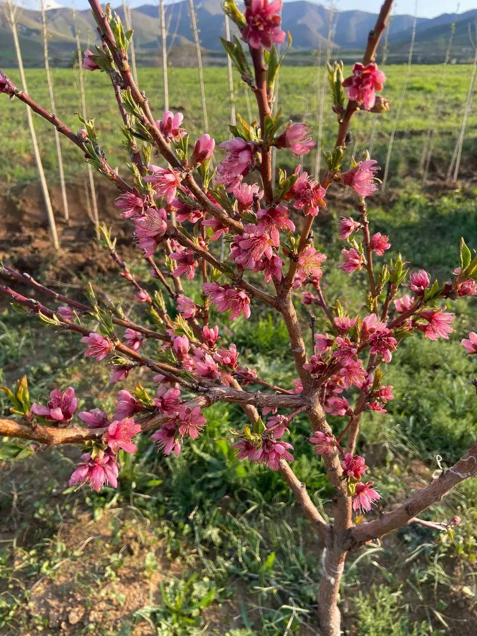 باغ و ویلا|فروش خانه و ویلا|شازند, |دیوار