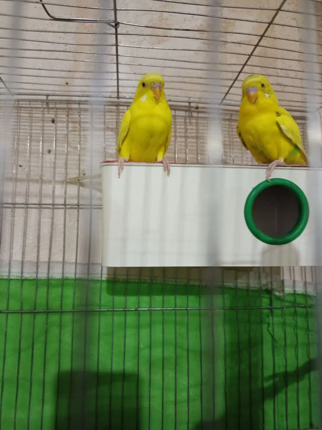 مرغ عشق نر و ماده|پرنده|سقز, |دیوار