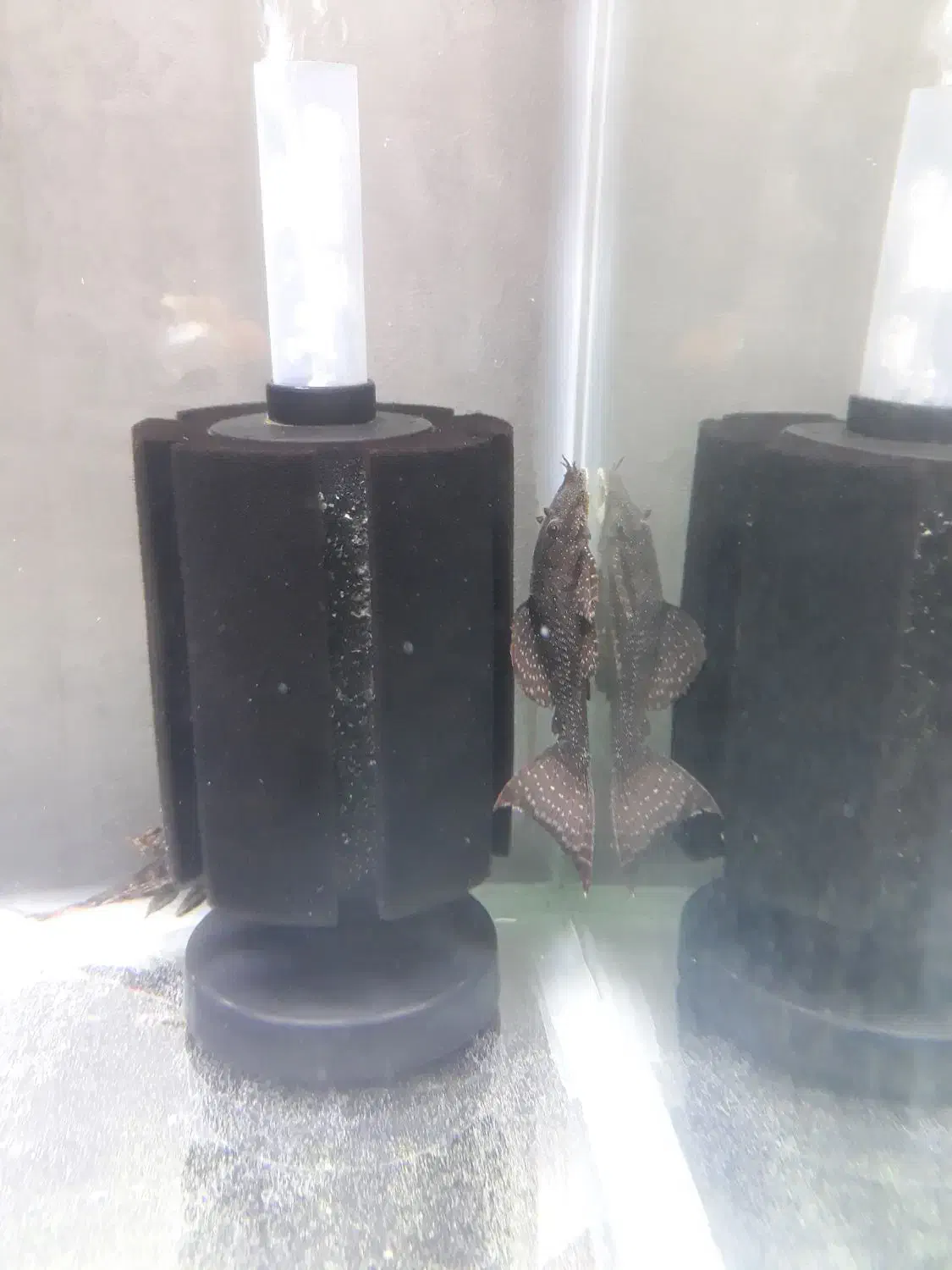 کت پوزه بوته ای|ماهی|قدس, شهرقدس|دیوار