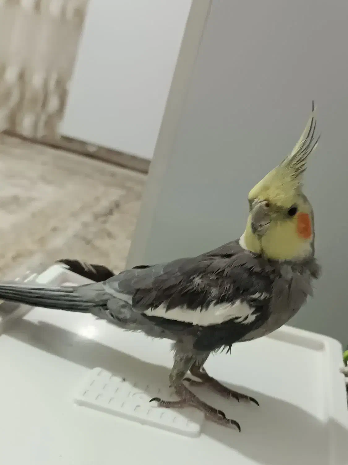 عروس هلندی|پرنده|پیرانشهر, |دیوار