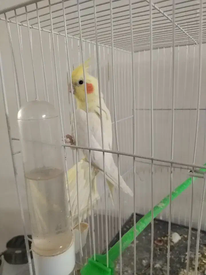 عروس هلندی نر|پرنده|رضویه, |دیوار