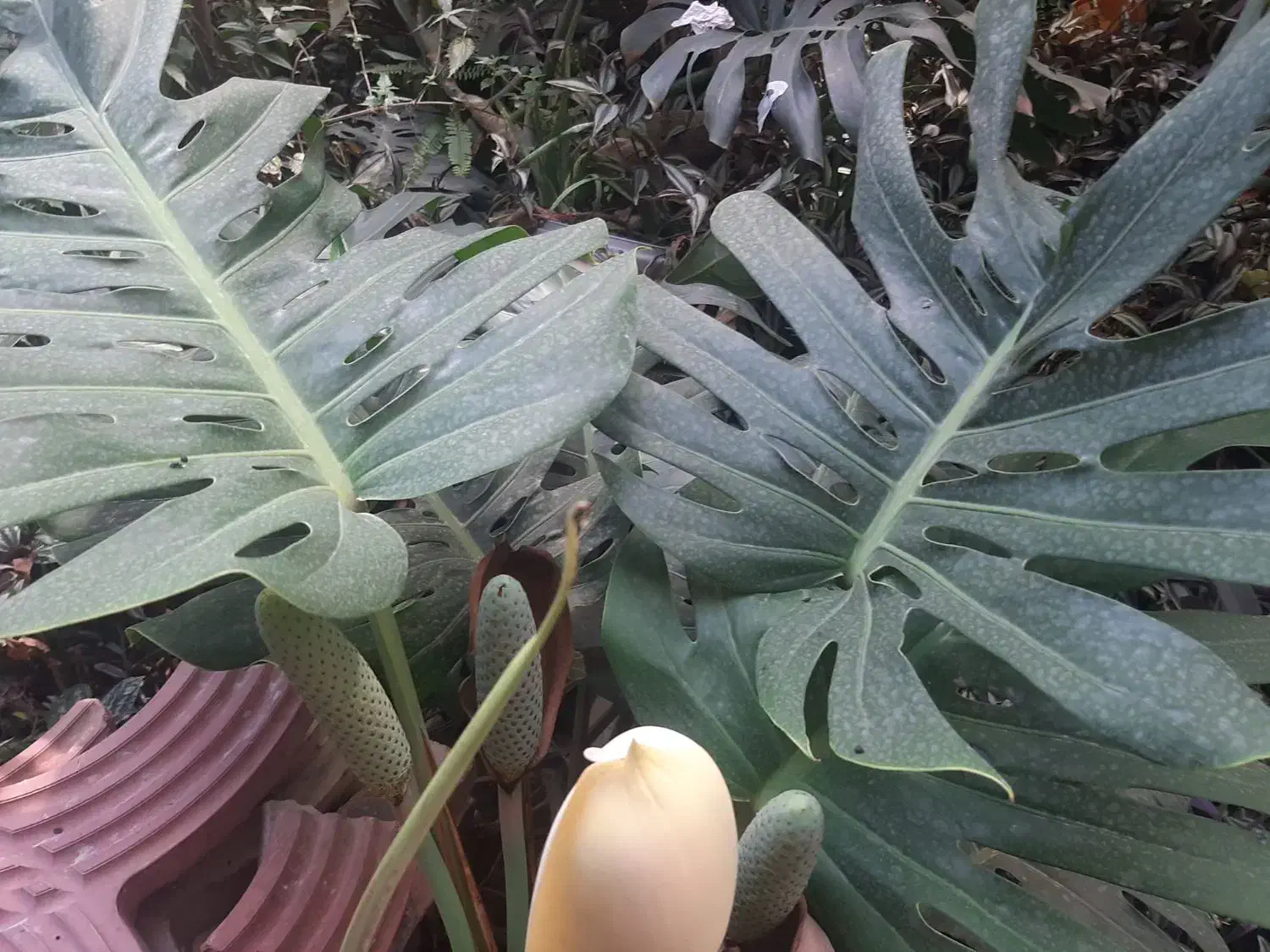 فروش گل طبیعی خانگی|گل و گیاه طبیعی|بابل, |دیوار