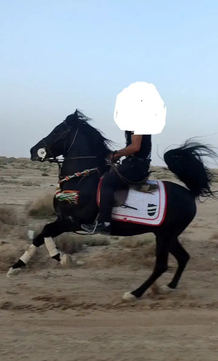 قیماق سیاه کرد زیبا|اسب و تجهیزات اسبسواری|فولادشهر, سایت صنعتی کاوه|دیوار