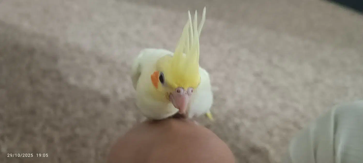 جوجه عروس هلندی|پرنده|خورموج, |دیوار