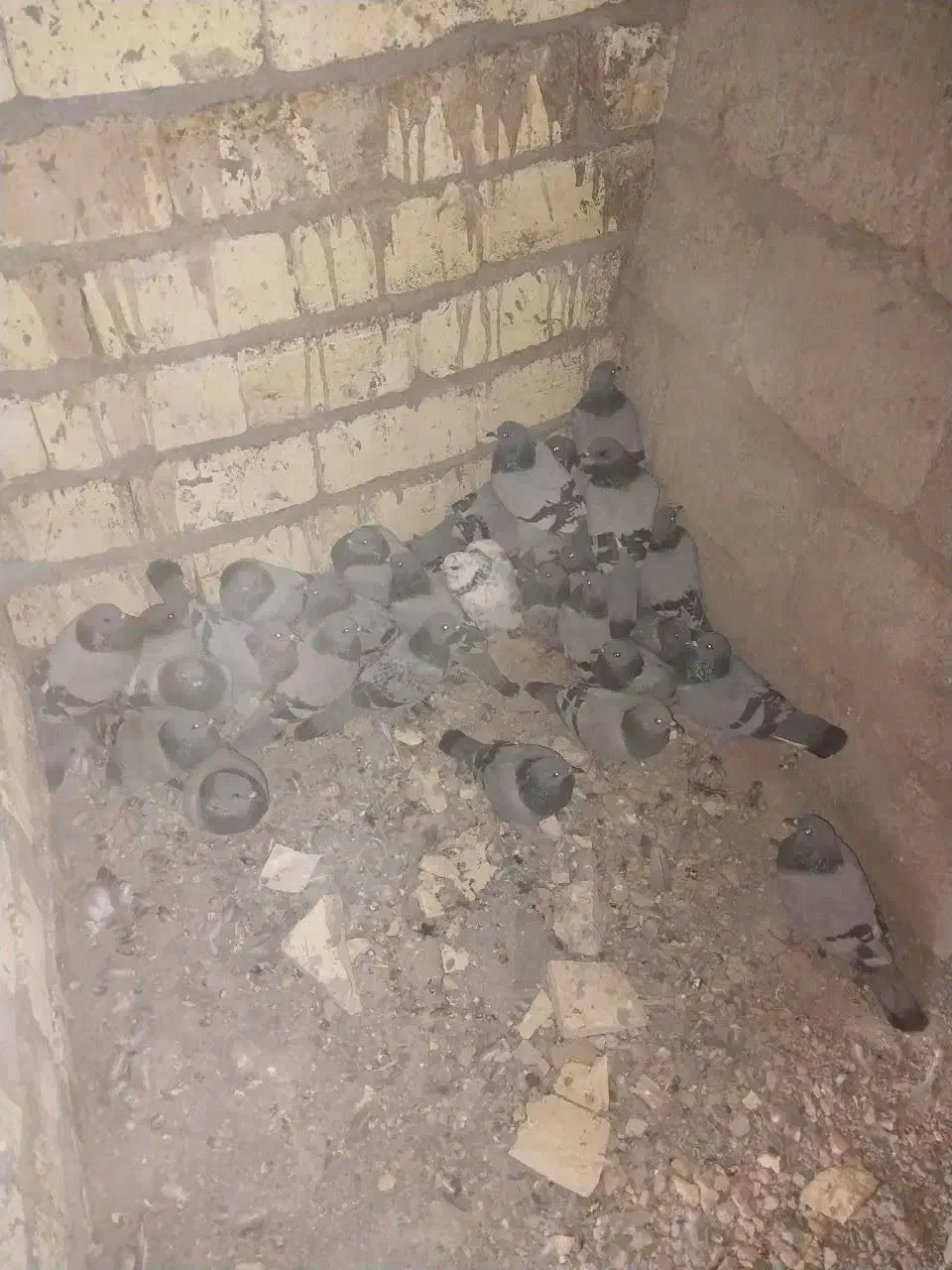 کفتر شکار|پرنده|اصفهان, محمودیه|دیوار