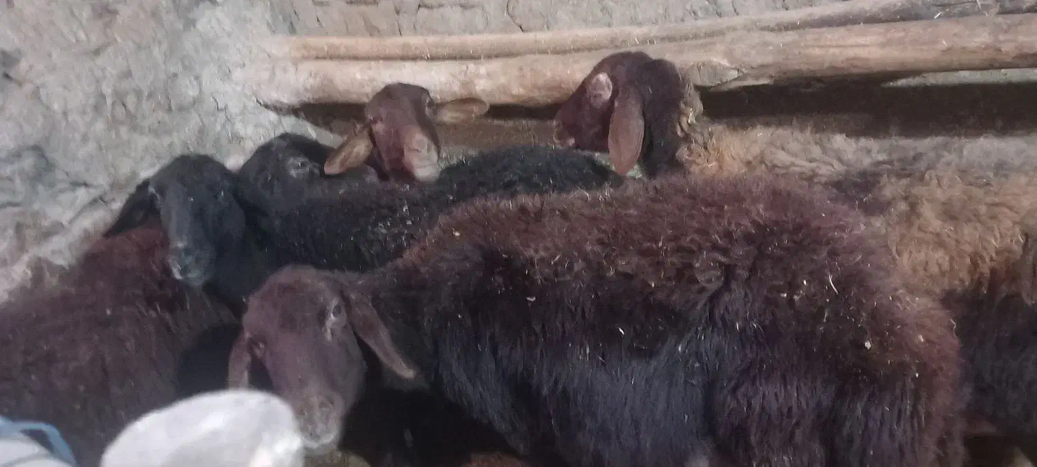 فروش ۵راس گوسفند|حیوانات مزرعه|ماهنشان, |دیوار