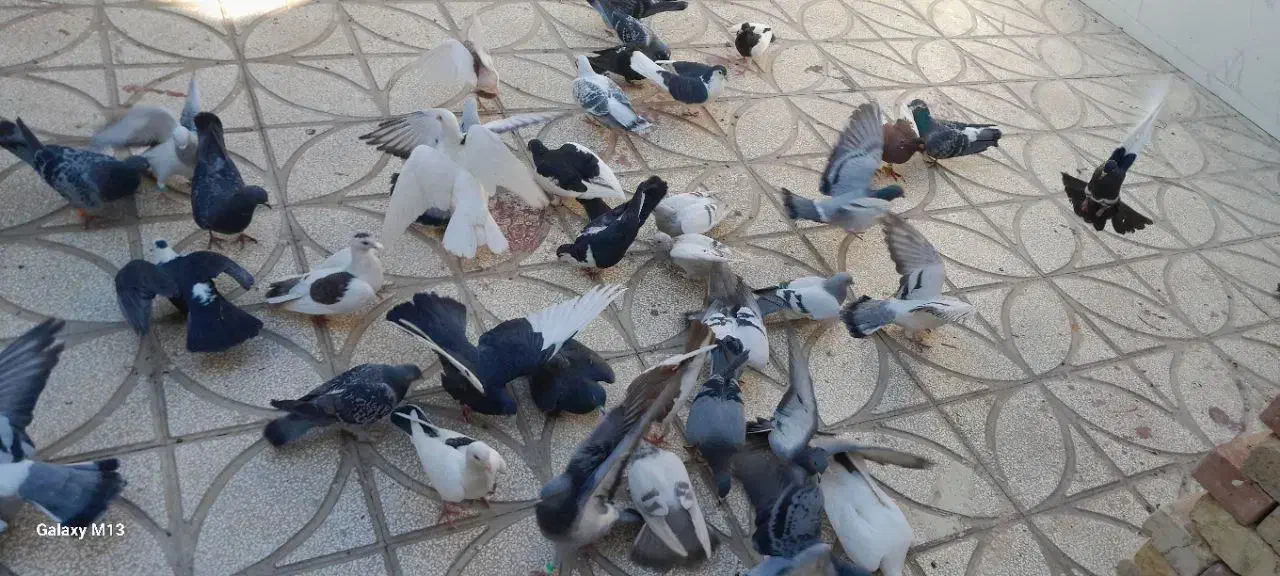 انواع کبوتر|پرنده|فردوس (خراسان), |دیوار