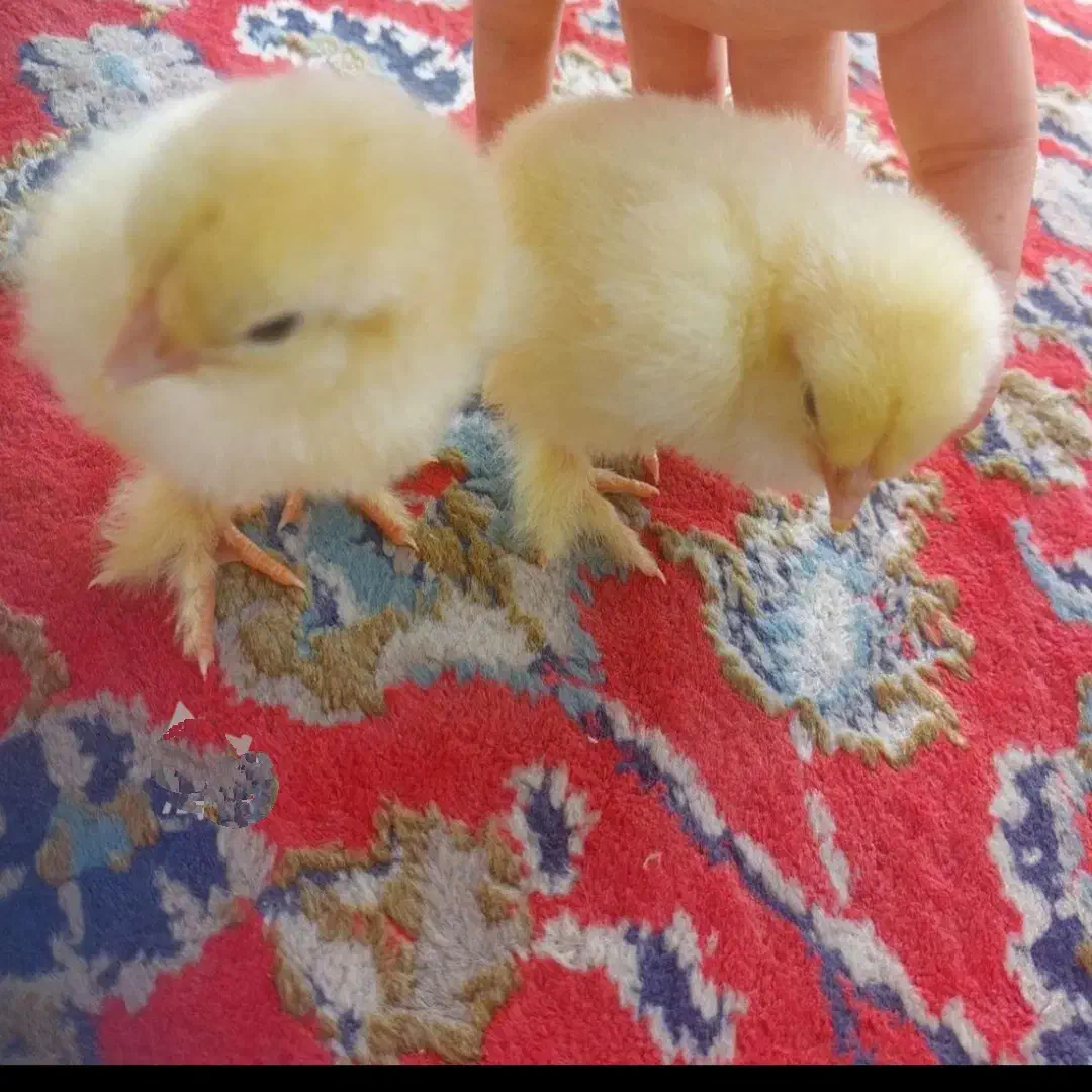 جوجه برهما و اردک|حیوانات مزرعه|مشهد, ویلاشهر|دیوار