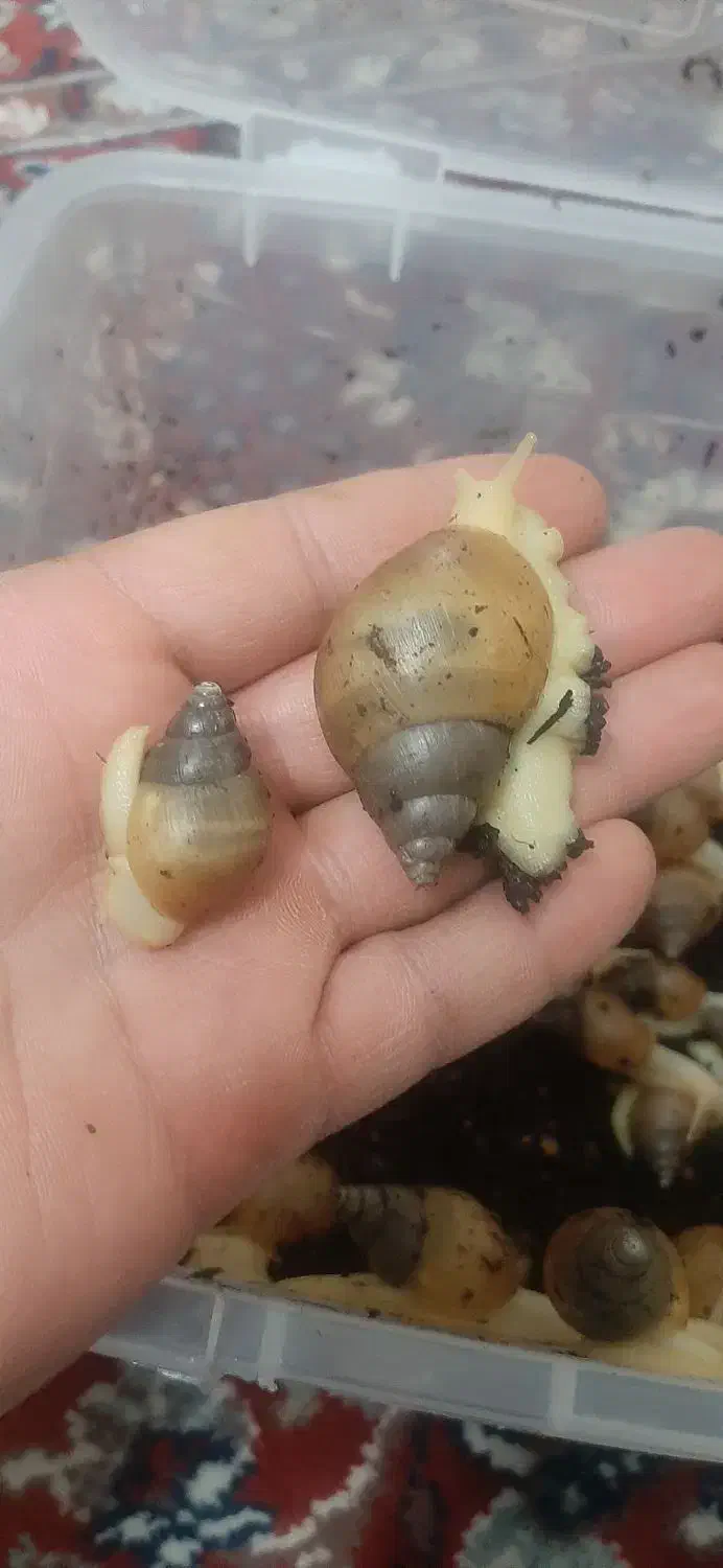 فروش حلزون|خزنده|اردکان, |دیوار