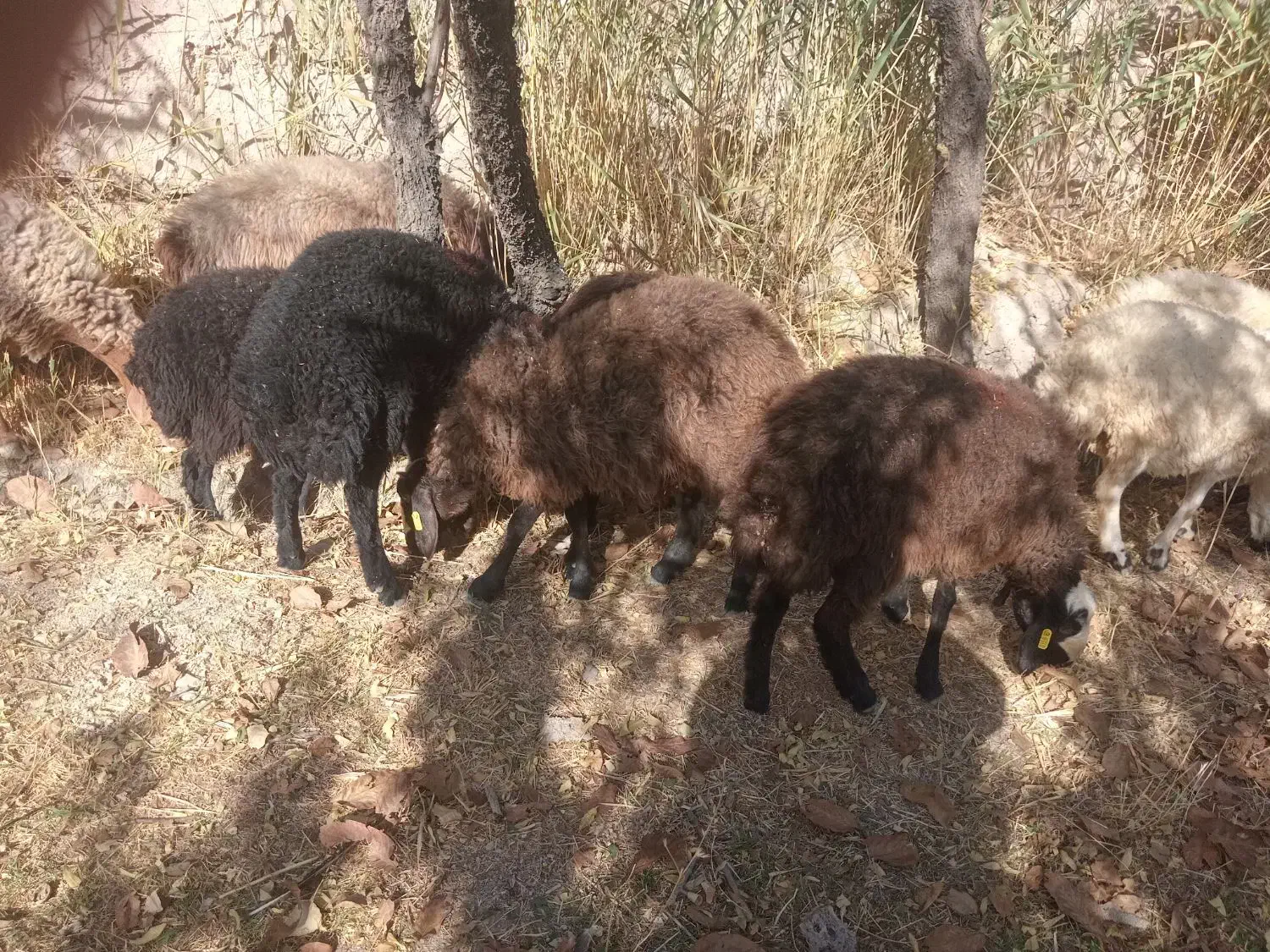 بره نر و ماده همو هترو برای اصلاح نژاد چند قلو زا|حیوانات مزرعه|تفرش, |دیوار