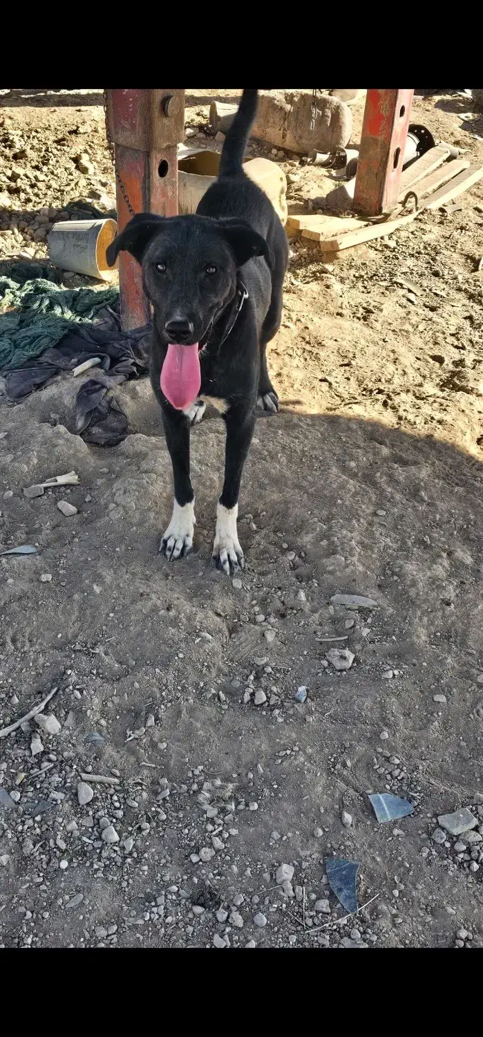 واگذاری سگ بومی|سگ|محلات, |دیوار